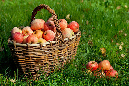 篮子中的苹果采摘水果叶子美食果园季节食物收获生物学农场图片