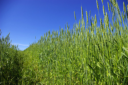 小麦稻草收成尖刺面包黄色玉米农民生产植物天空图片