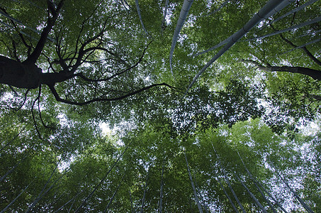 从下面看到的竹木林风水植物公园叶子木头局外人雨林花园气候管道图片