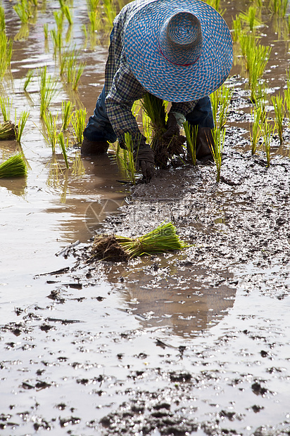 在稻田种植大米的农耕者农业食物日光农民农场土地村庄补种收获收成图片