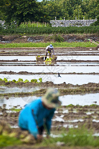 在稻田种植大米的农耕者天空农业传统工作收获文化场地季节收成日光图片