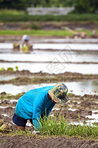 在稻田种植大米的农耕者农民补种场地村民天空村庄收成农场收获文化图片