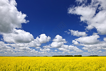 Canola 字段场地农作物粮食农场草原谷物黄色植物天空收成图片