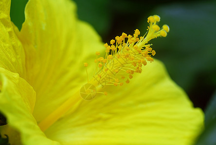 黄色的希比斯花朵热带园艺植物群生长芙蓉花园图片