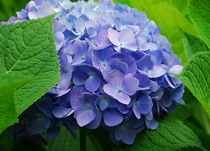 蓝色花朵绣球花生长园艺植物群花园图片