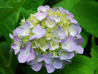 黄粉色花朵园艺绣球花生长花园植物群图片