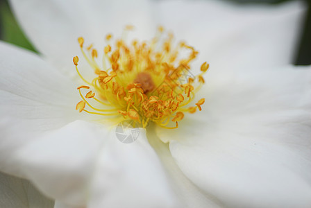 白玫瑰花植物花瓣花艺花园植物群园艺白色情人图片