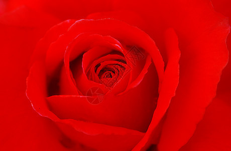 红玫瑰花情人花艺植物群花园红色植物花瓣园艺背景图片