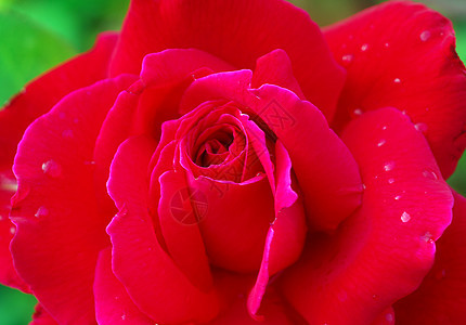红玫瑰花红色园艺花瓣花艺花园植物群植物情人图片