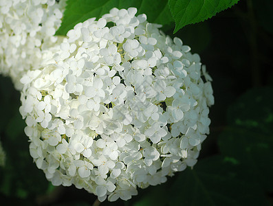 白色花朵花瓣花园植物群绣球花图片