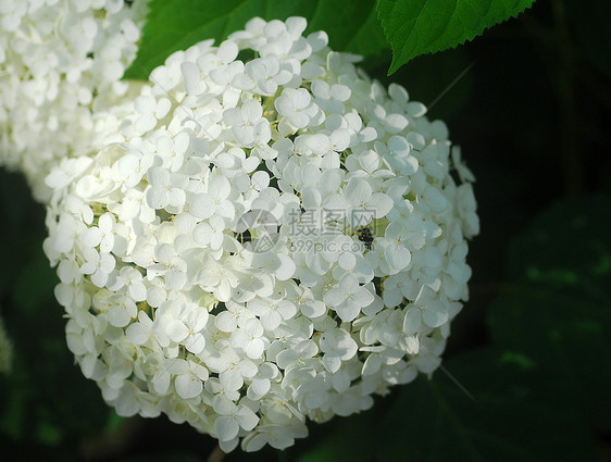 白色花朵花瓣花园植物群绣球花图片