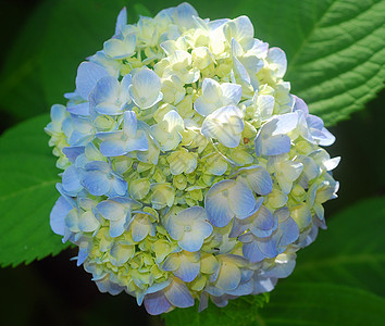 蓝色黄黄色花朵花园植物群绣球花花瓣图片