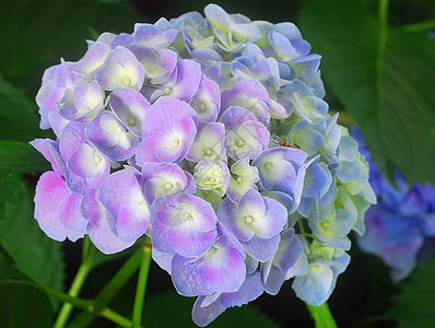 蓝色花朵植物群花园绣球花花瓣图片