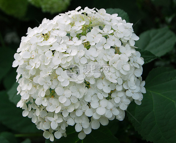 白色花朵植物群花园花瓣绣球花图片