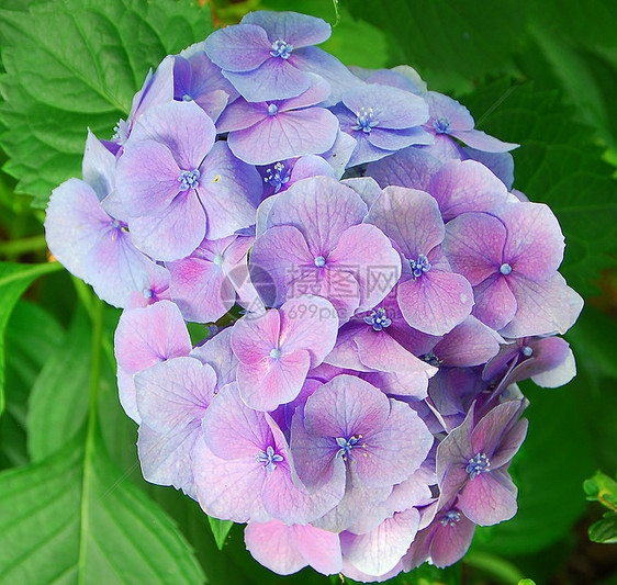 蓝色花朵绣球花花园植物群花瓣图片