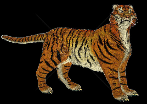 老虎站立危险毛皮动物群动物园橙子脊椎动物食肉丛林哺乳动物濒危图片