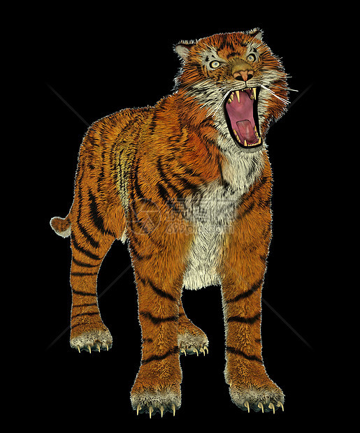 老虎欺凌捕食者橙子动物动物群插图食肉哺乳动物毛皮豹属条纹图片