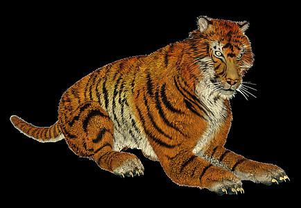 老虎坐着濒危危险猎人豹属野猫野生动物橙子动物大草原食肉图片
