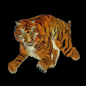 正在运行的老虎猫科危险动物群插图动物园动物脊椎动物野生动物濒危豹属图片