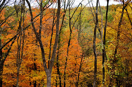 布朗县国家公园丘陵爬坡树木绿色叶子植物群换季树干树叶季节背景图片