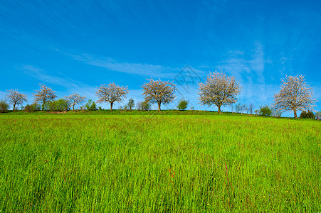 绿草地天空牧场土地阳光蓝色季节种植园爬坡地面植物图片