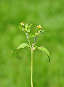 沙吉士兵加利索加塞利亚塔菊科白色草本植物植物流苏纤毛虫植物群水草荒野图片