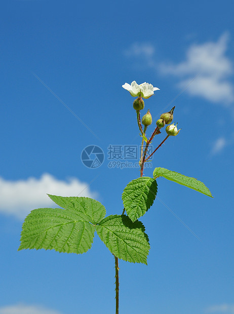 有花的黑莓荒野天空植物群白色草本植物钩子植物图片