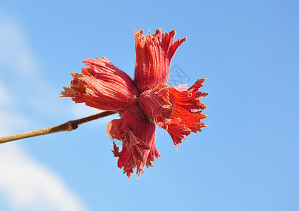 红坚果蓝色天空榛子植物群植物图片