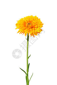 阴阳顶端天花板植物金盏花白色植物群黄色医疗橙子草本植物菊科图片
