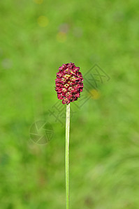 圣吉索尔巴岛植物群植物棕色红色大伯草本植物荒野图片