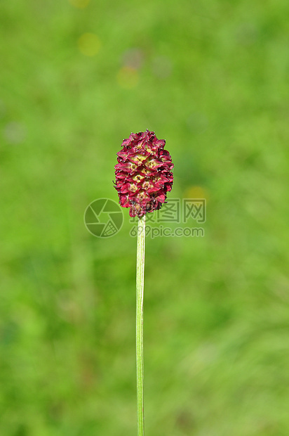 圣吉索尔巴岛植物群植物棕色红色大伯草本植物荒野图片