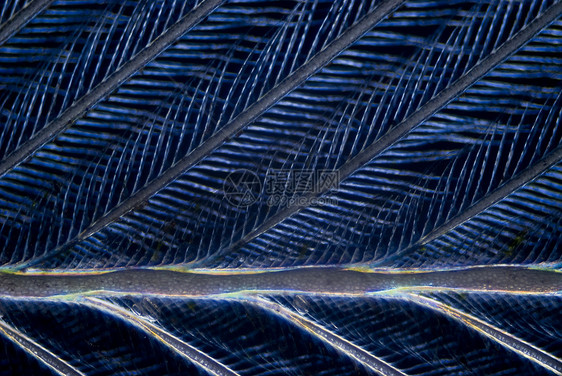 羽毛的微光显微微生物学模具照片图片