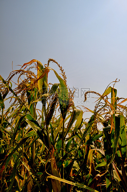 角字段植物玉米流苏叶子树叶场地食物农场耳朵图片