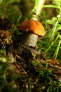 博莱特采摘棕色森林季节植物食物荒野绿色苔藓图片