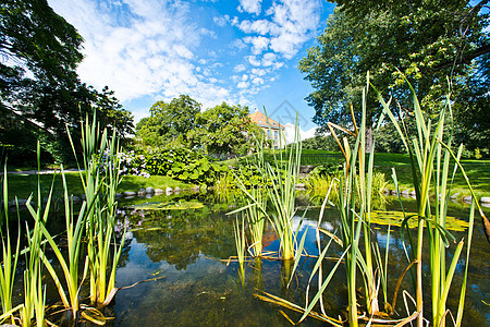 花园湖衬套小路公园植物叶子植物学花园绿色草地植物群图片
