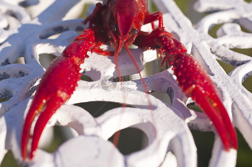 龙虾红色美食甲壳白色海洋银盘子小龙虾盘子螃蟹烹饪图片