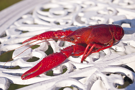 龙虾红色海洋海鲜动物甲壳类美食螃蟹烹饪对虾甲壳图片
