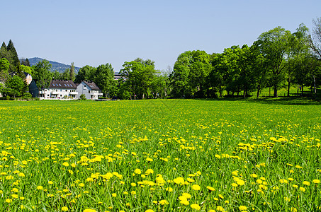 黄黄草地建筑花瓣黄色场地美丽植物绿色墙纸活力荒野图片