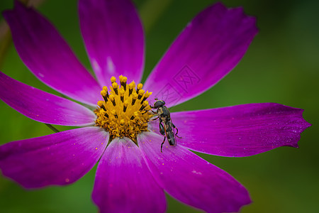 带虫子的紫花图片