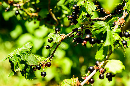 黑曲线素食黑色水平灌木绿色花园食物叶子阳光植物图片