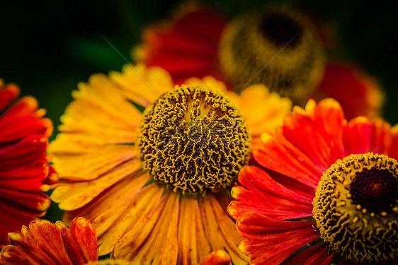 花园里的黄花和红花图片