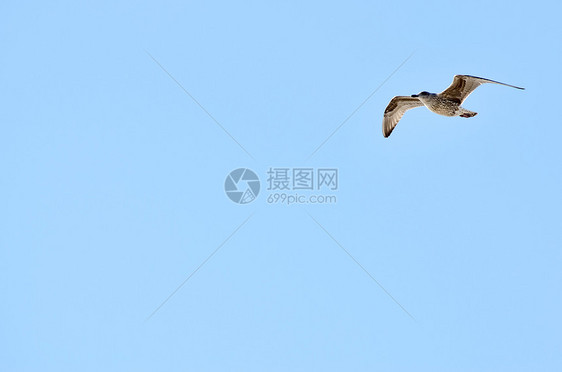 天空背景的飞行海鸥图片