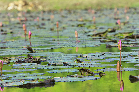天然的莲花池塘环境荷塘花瓣叶子植物绿色荷花图片