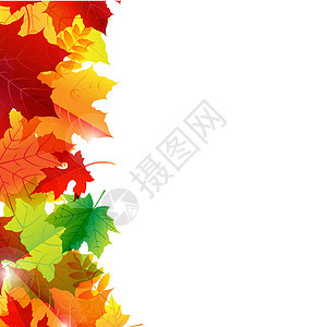 秋季离开边境红色树叶卡片庆典季节植物群叶子金子边界橙子图片