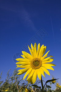 向日葵生长晴天场地圆圈草地花粉花瓣植物植物学农业图片