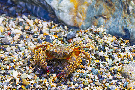 螃蟹卡片海鲜盘子横幅龙虾贝类食物生物动物旅行图片