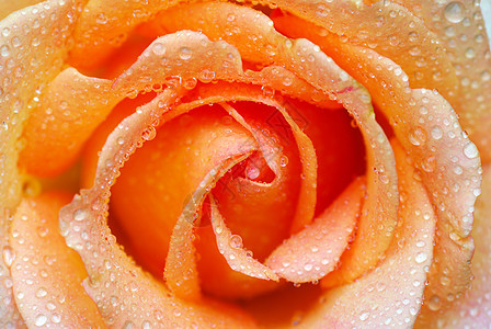 橙色玫瑰花水分宏观叶子环境飞沫植物花瓣玫瑰生长液体图片