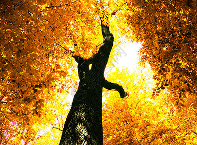 秋季假期树叶森林分支机构叶子树木生长宏观环境植物图片