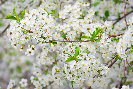 春季花瓣季节性绿色白色背景图片