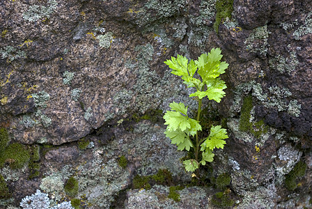 种植在石上叶子生存生活岩石树叶绿色宏观石头植物花园图片